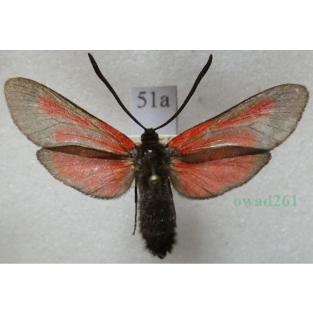 Zygaena osterodensis Reiss, 1921 Czech51a